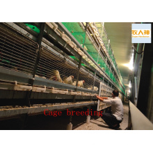 Cage Breeding for Chicken From Super Herdsman 2016